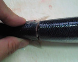超簡単！きれい！魚の内臓の取り方作り方3写真