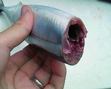 超簡単！きれい！魚の内臓の取り方作り方10写真