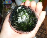 朝からパワフルに!!爆弾おにぎり作り方10写真