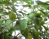 辛いです！！ハバネロ入り醤油作り方7写真