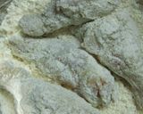 タンドリーチキンフライ作り方7写真
