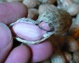 韓国お粥♪タンコンチュク(ピーナッツ粥)作り方9写真