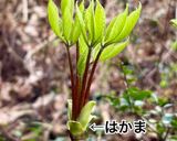 コシアブラの塩昆布和え作り方1写真