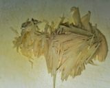 具だくさんホタテ稚貝の炊き込みご飯作り方5写真