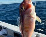釣って来た甘鯛をカボチャ柚ソースで作り方1写真