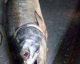 お魚屋さんありがとぉレシピ　ＮＯ’2作り方1写真