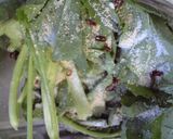 自家製　からし菜の【漬物】白菜でもOK！作り方3写真