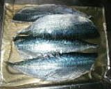 普通の しめ鯖作り方6写真