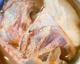 白身魚の煮付け（鯛のアラ）作り方1写真