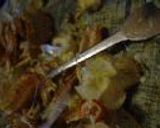 毛がにのおいしい食べ方(捌き方詳細説明付き)作り方13写真