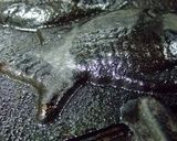 ソースでいただく鯛焼作り方22写真