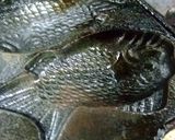 ソースでいただく鯛焼作り方20写真
