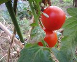 カリカリじゃこの中華風トマトサラダ作り方1写真