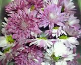菊花の三杯酢あえ☆作り方1写真