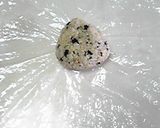 富山の味：とろろ昆布おにぎり(おまけ付)作り方1写真