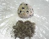 富山の味：とろろ昆布おにぎり(おまけ付)作り方2写真