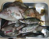 肝醤油で食べる カワハギとアジのお寿司作り方1写真