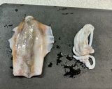 新子アオリイカ胴長20ｃｍ限定　アオリングフライ作り方1写真