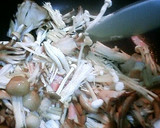 ごぼうときのこのスープ作り方4写真