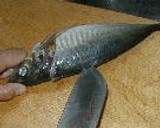 切れない包丁でも作れる鯵のタタキ(なめろ)作り方1写真