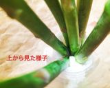 ♻️保存法｜アスパラ｜収穫後も伸びる？保湿作り方2写真