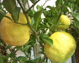 白菜とゆずの漬物作り方3写真
