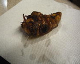 ねっとり♡　里芋と春菊のごま味噌和え作り方1写真