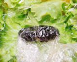 まめっちのおにぎり✿キャラ弁作り方2写真
