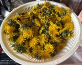 タンポポの花で作る蜂蜜みたいなシロップ作り方1写真