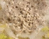 白菜と大根の酒粕煮作り方3写真