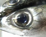 干物を作ろう♪作り方3写真