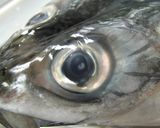 干物を作ろう♪作り方5写真