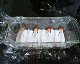 すし太郎deケーキ！？作り方6写真