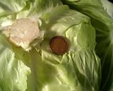 CAFEMENU☆ﾛｰﾙｷｬﾍﾞﾂ作り方6写真