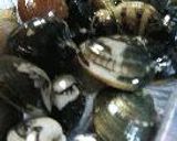 浅蜊ぐりる作り方1写真