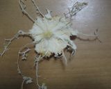 ブドウみたい♥みかんの剥き方♬作り方6写真