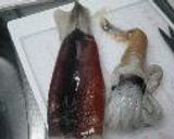 イカの黄金焼き作り方6写真