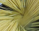 キャベツとアンチョビのペペロンチーノ作り方4写真