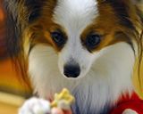 犬OK☆さつまいも&にんじんのクッキー作り方9写真