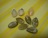 カボチャの種を食べよう！～エコレシピ～作り方7写真