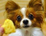 犬OK☆コーンのパンケーキ　朝食にも♪作り方6写真