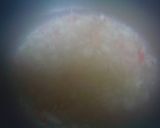 蟹扒蘭花 ブロッコリーのかに肉合え作り方3写真