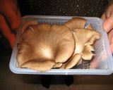 キノコと鶏肉のクリーム煮作り方1写真