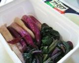 日野菜のお漬け物♪作り方6写真