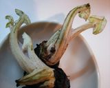 柚子の香りを満喫♪たたき柚子ごぼう作り方6写真