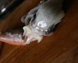 ご当地料理イカのゴロ焼きって知ってます？作り方2写真