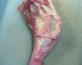 鶏ももでがらんちん。作り方2写真