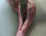 鶏ももでがらんちん。作り方3写真
