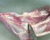 鶏ももでがらんちん。作り方5写真