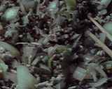 マイブーム♪カレーライス♪作り方6写真